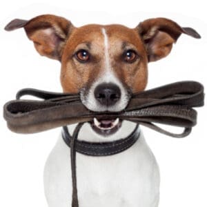 Consumabile pentru animale de companie